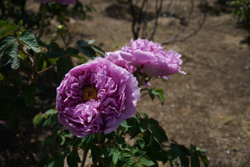 Light Purple Flower of Peony in Full Bloom
