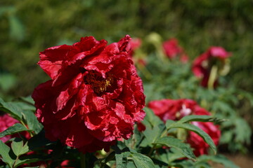 Light Red Flower of Peony in Full Bloom
