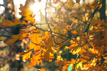 Dry orange leaves on oak branch, close up, soft selective focus. Mid autumn.