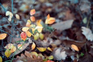Colored foliage on tree branch, close up, soft selective focus. Mid autumn. Season change concept.