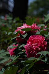 Light Red Flower of Peony in Full Bloom
