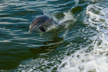 Naklejka premium Dolphin Dives Into Colm Water After Surfing Wake