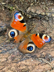 Peacock Butterfly