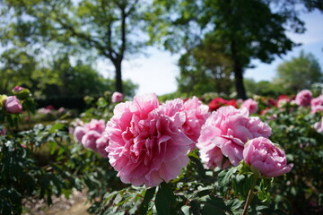 Faint Pink Flower of Peony in Full Bloom
