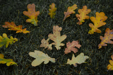Little yellow and brown autumn  fallen leaves.  Autumn season concept. Fall cold rainy weather . Oak orange leaves. 