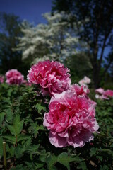 Light Pink Flower of Peony in Full Bloom
