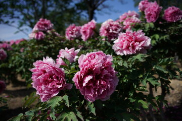 Light Pink Flower of Peony in Full Bloom
