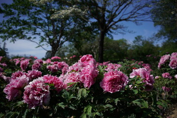 Obraz premium Light Pink Flower of Peony in Full Bloom 