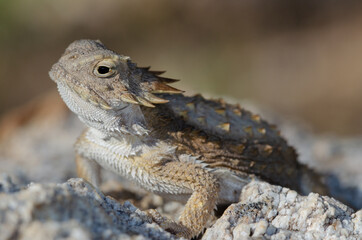 Regal Horned Lizard (Phrynosoma solare) basking on a rock