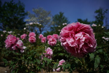 Light Pink Flower of Peony in Full Bloom
