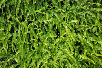 Wall of ferns backdrop