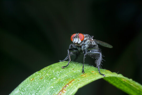 Cluster Fly On The Green Grass
