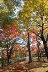 Naklejka premium 山中湖の紅葉風景