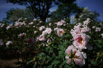 White Flower of Peony in Full Bloom
