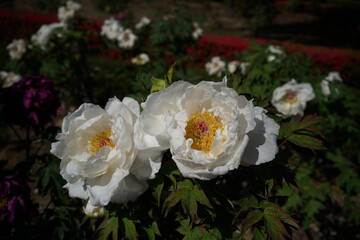 White Flower of Peony in Full Bloom
