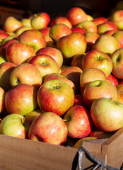 Morning light on freshly picked honeycrisp apples at an outdoor market