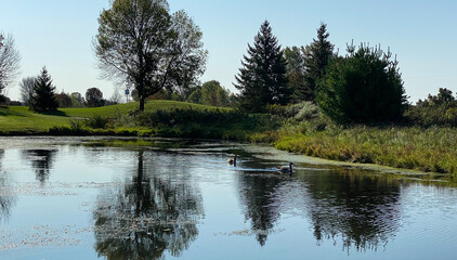 Fototapeta na wymiar early autumn golf course pond geese fairway