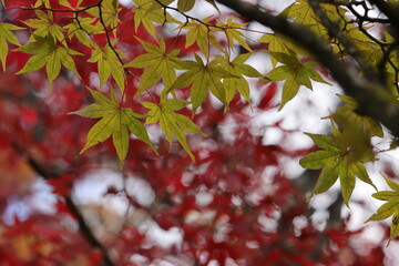 山中湖の紅葉風景