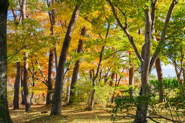 Fototapeta na wymiar 日本の秋の風景