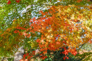 日本の秋の風景