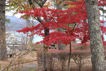 山中湖の紅葉風景