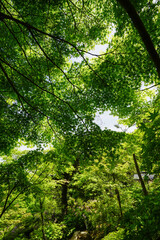 Fototapeta premium 常寂光寺の新緑の風景