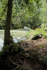 Obraz premium Rio en medio del bosque