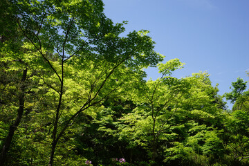 Fototapeta premium 常寂光寺の新緑の風景