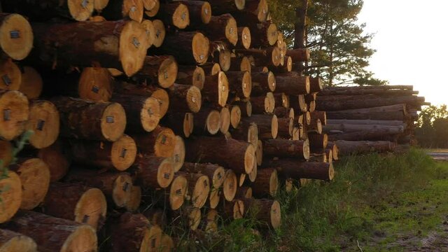 Stack of tree trunks in the forest after felling.