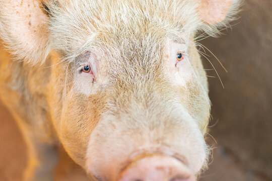 Puerco