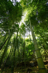 常寂光寺の竹林