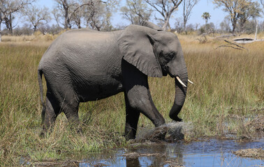 Fototapeta premium Elephants (Loxodonta africana) - Okavango Delta in Botswana. 