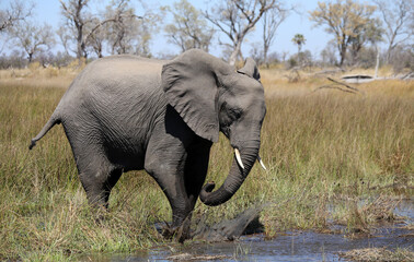 Fototapeta na wymiar Elephants (Loxodonta africana) - Okavango Delta in Botswana. 