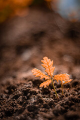 leaves being born