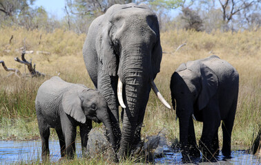 Obraz premium Elephants (Loxodonta africana) - Okavango Delta in Botswana. 