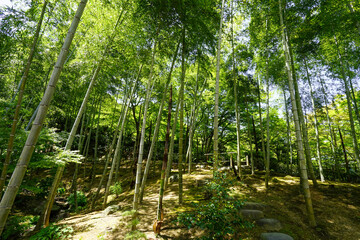 Obraz premium 常寂光寺の竹林