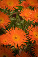 orange chrysanthemum flower
