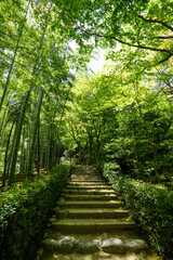 Obraz premium 初夏を迎えた常寂光寺の境内風景