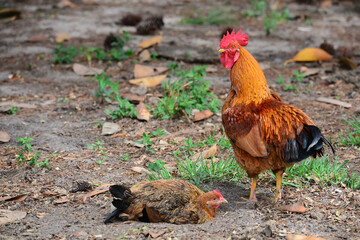 rooster in the farm, Iberá Wetlands, Argentina