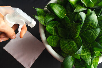 cleaning the green houseplant Sansevieria with a yellow sponge and sprayed water on a black...