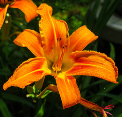 Fototapeta premium Beautiful orange lily