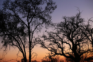 Sunset within the Okavango delta in Botswana.