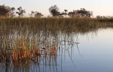 Sunset within the Okavango delta in Botswana.