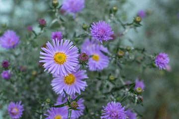 September flower Aster virginiana at back yard garden