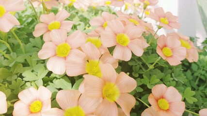Obraz premium flowers