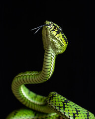 Viper Snake