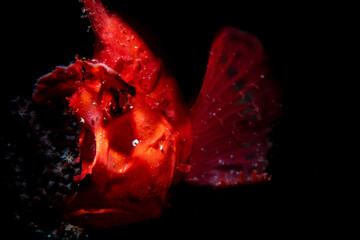 A rhinopias scorpion fish resting on the bottom of the ocean