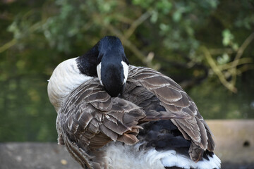 Napping Canada Goose with greenery in the background