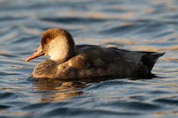 Red-crested Pochard Netta rufina Costa Ballena Cadiz