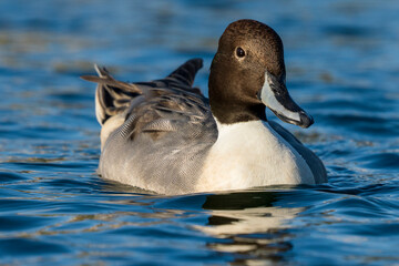 Northern Pintail Anas acuta Costa Ballena Cadiz Spain